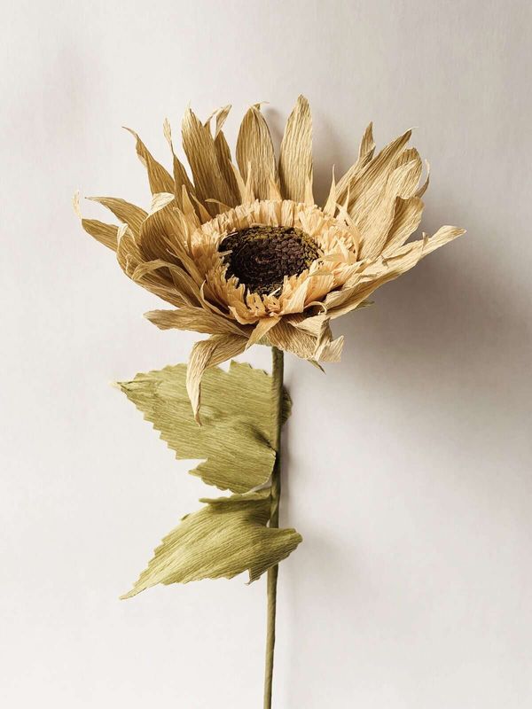 Papirblomst solsikke