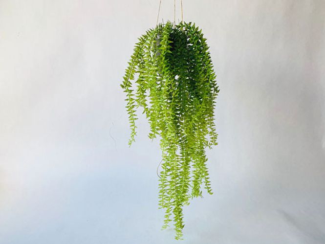 Hovedbilde Hengeplante