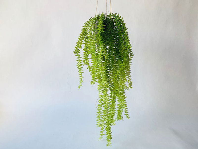 Hengeplante