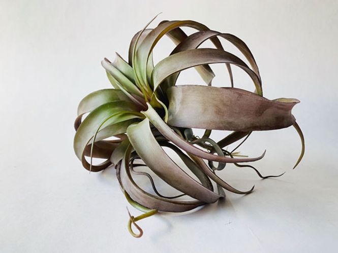 Hovedbilde Airplante